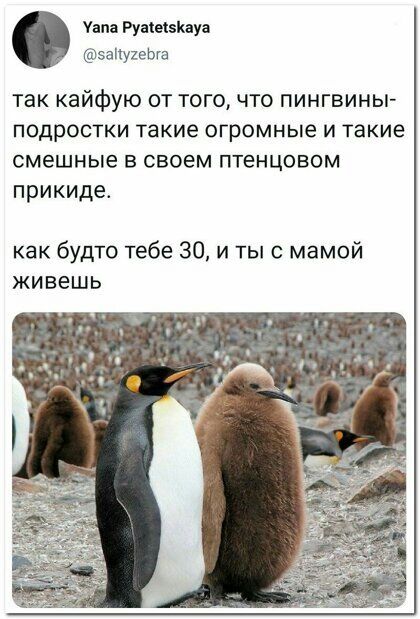 у Руаіеіэішуа заиухеша так кайфую от тогочто пингвины подростки такие огромные и такие смешные в своем птенцовом прикиде как будто тебе 30 и тыс мамой ЖИВЕШЬ