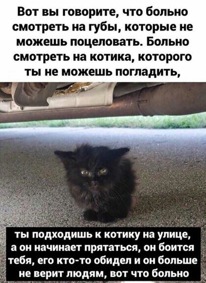 Вот вы говорите что больно смотреть на губы которые не можешь поцеловать Больно смотреть на котика которого ты не можешь погладить у _ ты подходишь к котику на улице а он начинает прятаться он боится тебя его ктото обидел и он больше не верит людям вот что больно