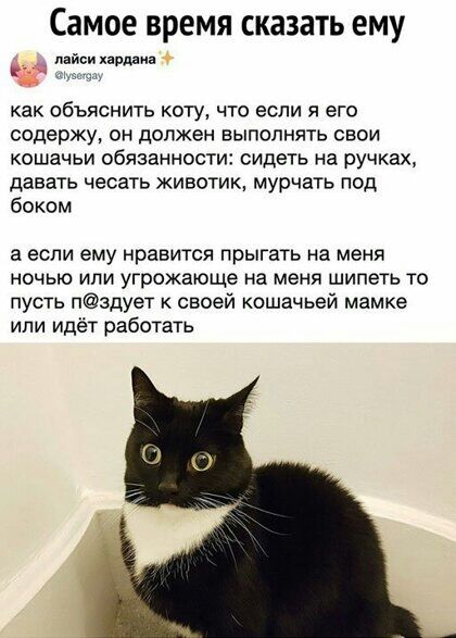 Самое время СКЗЗЗТЬ ему пай ариан как объяснить коту что если я его содержу он должен выполнять свои кошачьи обязанности сидеть на ручках давать чесать животик мурчать под боком а если ему нравится прыгать на меня ночью или угрожающе на меня шипеть то пусть пздует своей кошачьей мамке ипи идёт работать