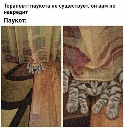 Терапевп паукота не существует пи вам не навредт Паукпт