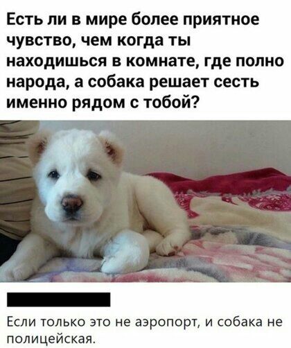 Есть ли в мире более приятное чувство чем когда ты находишься в комнате где полно народа а собака решает сесть именно рядом с тобой Если только это не аэропорт и собака не полицейская