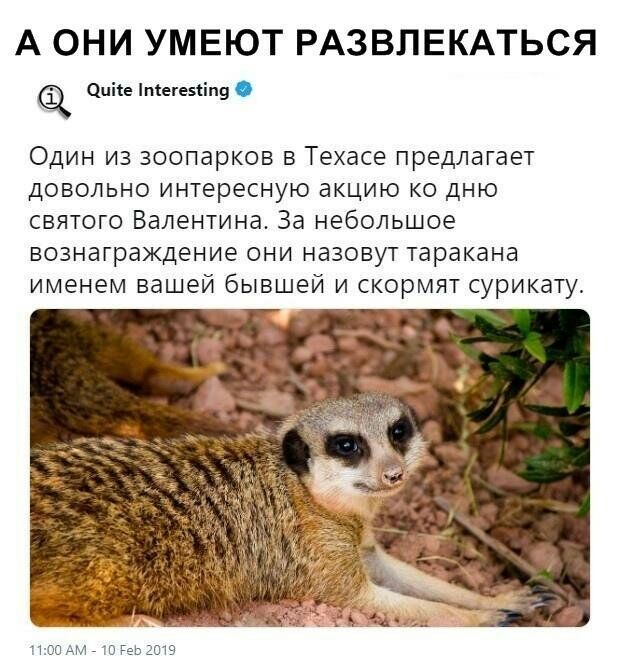 А ОНИ УМЕЮТ РАЗВЛЕКАТЬСЯ чипе піеге5ііп9 Один из зоопарков в Техасе предлагает довольно интересную акцию ко дню святого Валентина За небольшое вознаграждение они назовут таракана именем вашей бывшей и скормят сурикату 1100 АМ 113 геь 2019