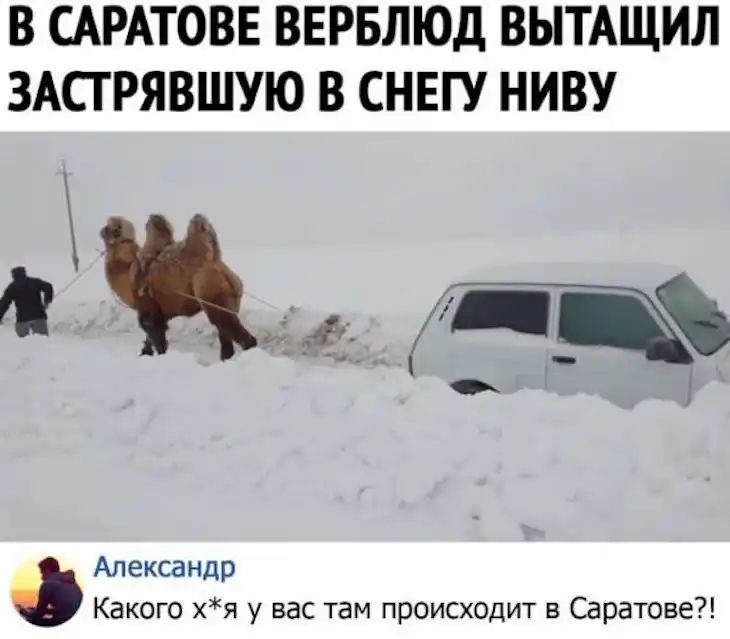 В САРАТОВЕ ВЕРБЛЮД ВЫТАЩИЛ ЗАСГРЯВШУЮ В СНЕГУ НИВУ М 4 іі Александр Какого хя у вас там происходит в Саратове