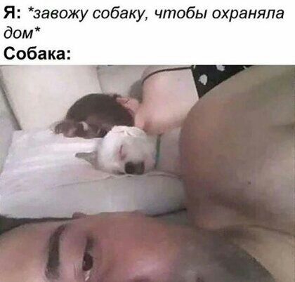 Я зазожу собаку чтобы охраняла дом Собака