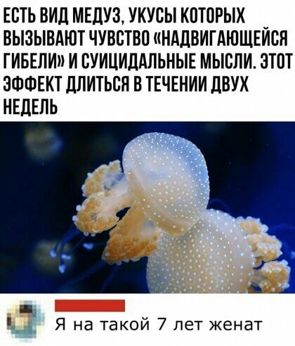 ЕСТЬ ВИД МЕЛУЗ УКУСЫ К0Т0РЫХ ВЫЗЫВАЮТ ЧУВСТВО НАДВИГАЮЩЕИСН ГИБЕЛИ И ВУИЦИЛАЛЬНЫЕ МЫСЛИ ЗТПТ ЭФФЕКТ ЛЛИТЬСЯ В ТЕЧЕНИИ ЦВУХ НЕДЕЛЬ Я на такои 7 лет женат