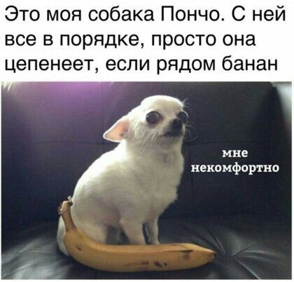 Это моя собака Пончо С ней все в порядке просто она цепенеет если рядом банан мне некомфортно