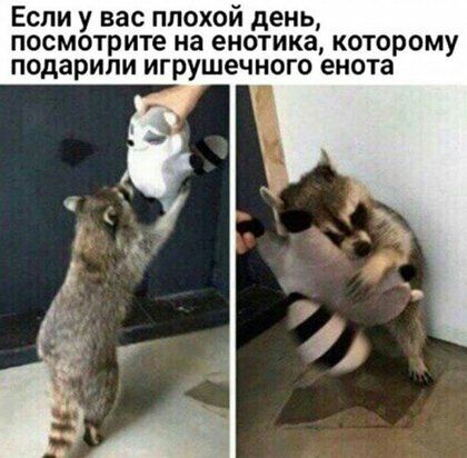 Если у вас плохой день посмотрите на енотика которому подарили игрушечного енота