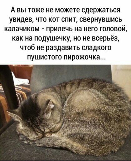А ВЫ ТОЖЕ не можете сдержаться увидев ЧТО КОТ СПИТ свернувшись калачиком прилечь на него головой как на подушечку но не всерьёз чтоб не раздавить сладкого пушистого пирожочка