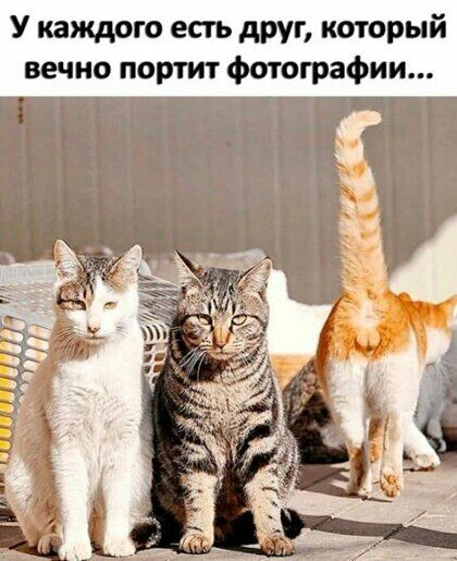 которыи У каждого есть друг вечно портит фотографии