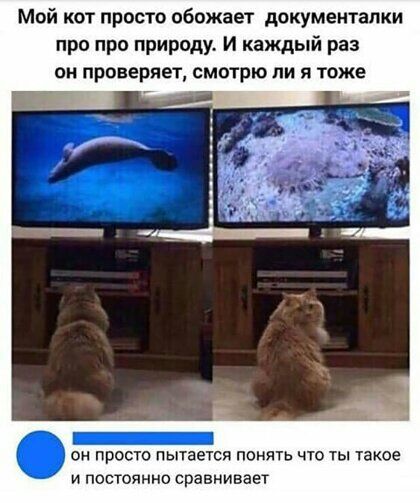 Мой кот просто обожает документапки про про природу и каждый раз он проверяет смотрю ли я тоже он просто пытается понять что ты такое и постоянно сравнивает