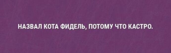 НАЗВАЛ КОТА ФИДЕЛЬ ПОТОМУ ЧТО КАСТРО
