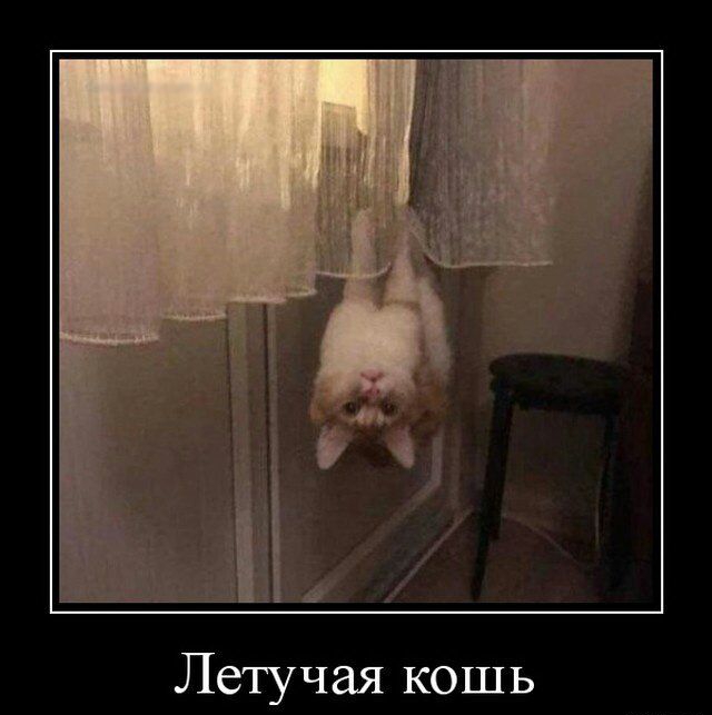 Летучая кошь