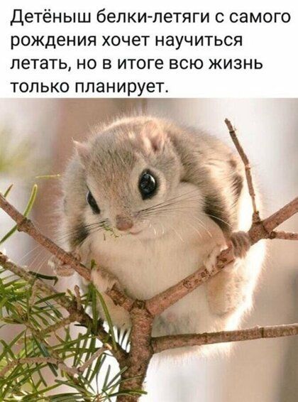 Детёныш белки летяги с самого рождения хочет научиться летать но в итоге всю жизнь только планирует