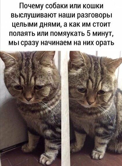 Почему собаки или кошки выслушивают наши разговоры целыми днями а как им стоит полаять или помяукать 5 минут мы сразу начинаем на них орать
