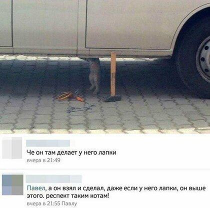 шпаг ___ че и пензе етлапии 71 Павел а о или и сделал даже если у его лапки он пыше этого респект тким котам