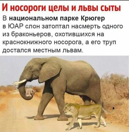 И НОСОЕЗОГИ ЦЕЛЫ И ЛЬВЫ СЫТЫ В национальном парке Крюгер в ЮАР слон затоптап насмерть одного из браконьеров охотившихся на краснокнижного носорога а его труп достался местным пьвам