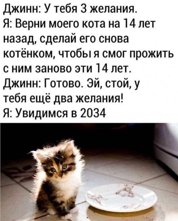 Джинн У тебя 3 желания Я Верни моего кота на 14 лет назад сделай его снова котёнком чтобы я смог прожить с ним заново эти 14 лет Джинн Готово Эй стой у тебя ещё два желания Я Увидимся в 2034
