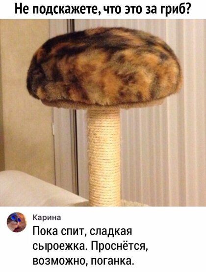 Не подскажете что это за гриб Карина Пока спит сладкая сыроежка Проснётся возможно поганка