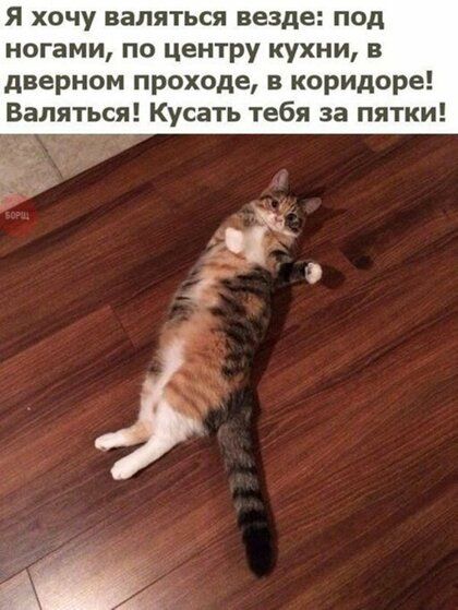 Я хочу валяться везде под ногами по центру кухни в дверном проходе в коридоре Валяться Кусать тебя за пятки