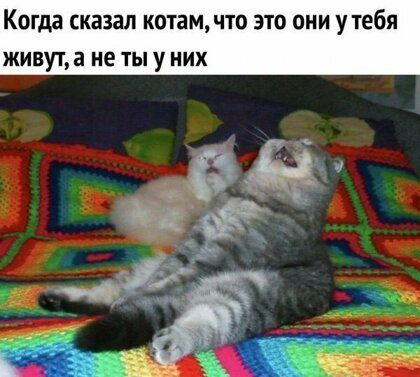 Когда сказал КОТЕМ ЧТО ЭТО ОНИ у тебя ЖИВУТ а не ТЫ у НИХ