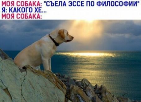 МОЯ СОБА СЪЕЛА ЭССЕ ПО ФИЛОСОФИИ Я КАКОГО ХЕ МОЯ СОБАКА