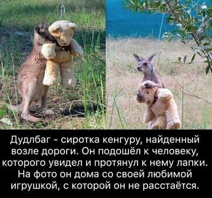 ЪЖЭ _ Дудпбаг сиротка кенгуру найденный возле дороги Он подошёл к человеку которого увидел и протянул нему лапки На Фото он дома со своей любимой игрушкой которой он не расстаётся