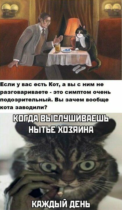 Если у вас есть Кот а вы ним не разговариваете это симптом очень подозрипшьный Вы зачем вообще кота заводили