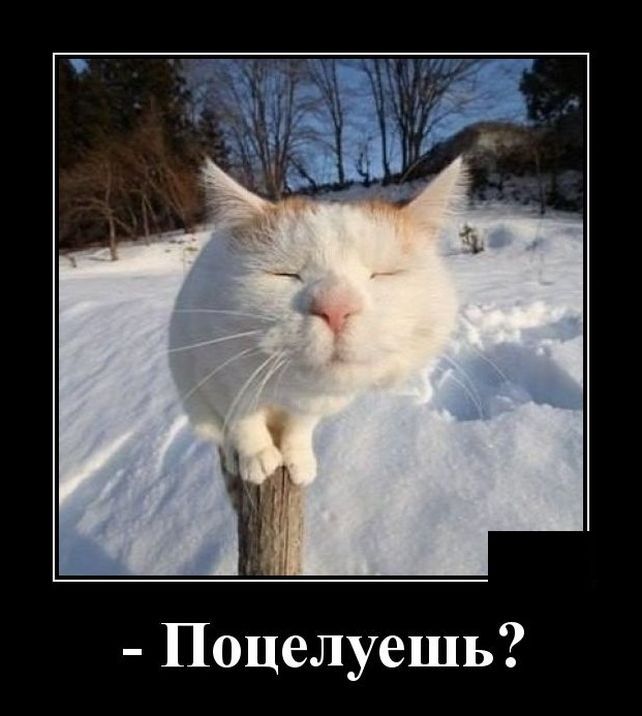 Поцелуешь