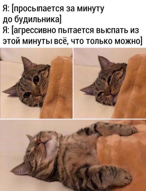 Я просыпается за минуту до будильника Я агрессивно пытается выспать из этой минуты всё что только можно ЧГ