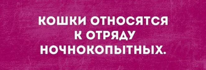 КОШ КИ ОТНОСЯТСЯ К ОТРЯАУ НОЧНОКОПЫТНЫХ