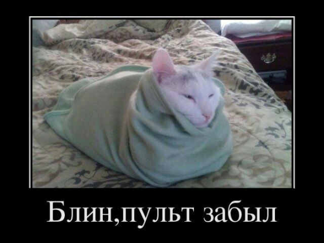 Блинпульт забыл