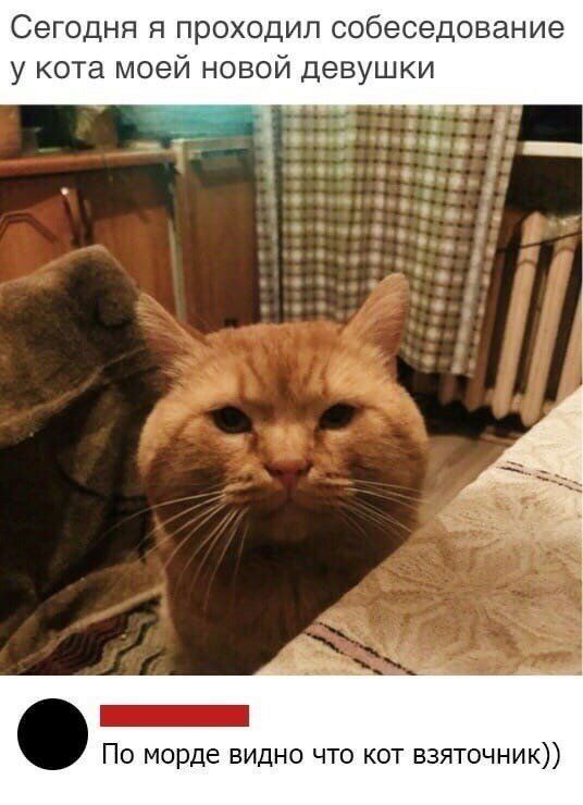 Сегодня я проходил собеседование у кота моей новой девушки _ По морде видно что кот взяточник