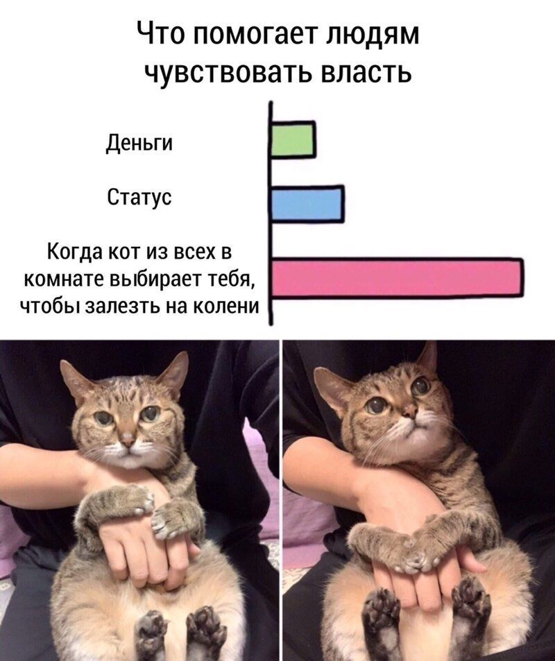 ЧТО ПОМОГЭЕТ ЛЮДЯМ ЧУВСТВОВЭТЬ ВЛЗСТЬ Деньги Статус Когда кот из всех в комнате выбирает тебя чтобы залезть на колени