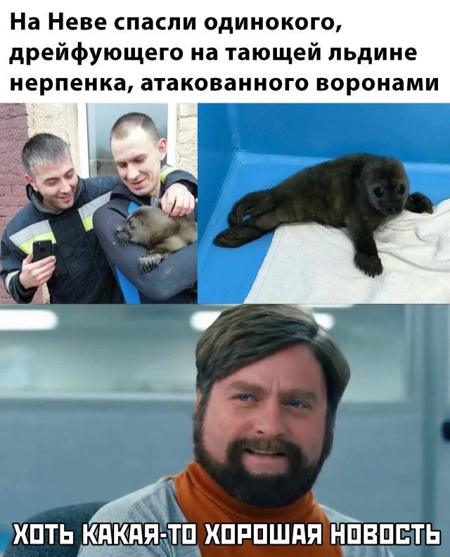 На Неве спасли одинокого дрейфующего на тающей льдине нерпенка атакованного воронами