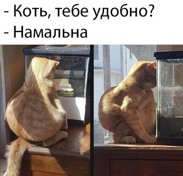 Коть тебе удобно Намальна