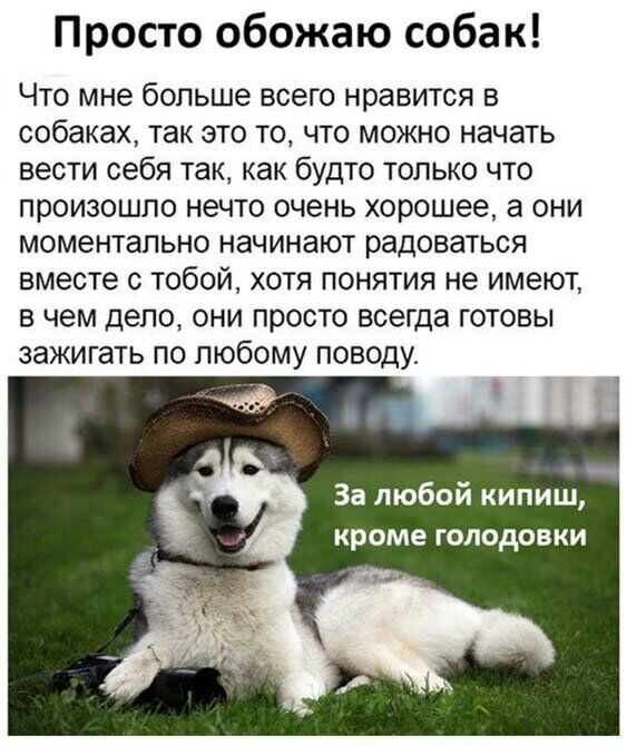 Просто обожаю собак Что мне больше всего нравится в собаках так это то что можно начать вести себя так как будто только что произошло нечто очень хорошее а они моментально начинают радоваться вместе с тобой хотя понятия не имеют в чем дело они просто всегда готовы зажигать по любому поводу За любой кипиш кроме голодовки