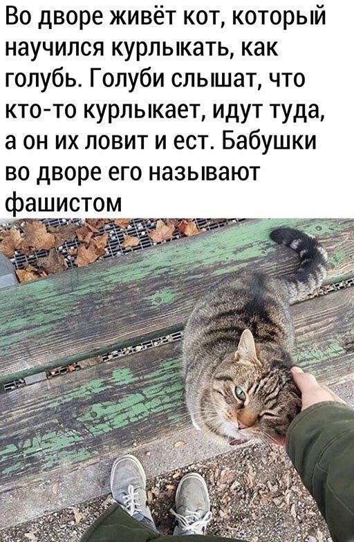 Во дворе живёт кот который научился курлыкать как голубь Голуби слышат что кто то курлыкает идут туда а он их ловит и ест Бабушки во дворе его называют фашистом