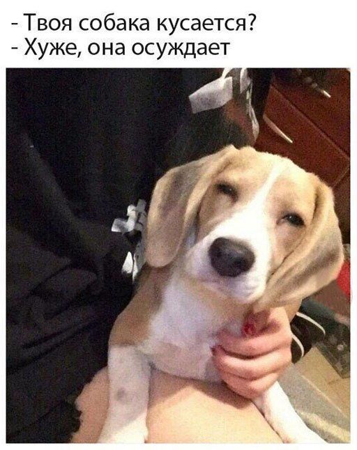 Твоя собака кусается Хуже она осуждает