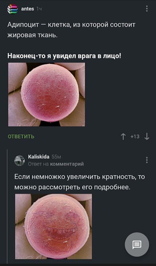 Ё дтп Адипоцит клетка из которой состоит жировая ткань Наконец то я увидел врага в лицо отввтить Т 1 3 1 б кнкш о 1 комментарий ЕСЛИ Немножко УВЕЛИЧИТЬ кратность ТО МОЖНО рассмотреть его подробнее