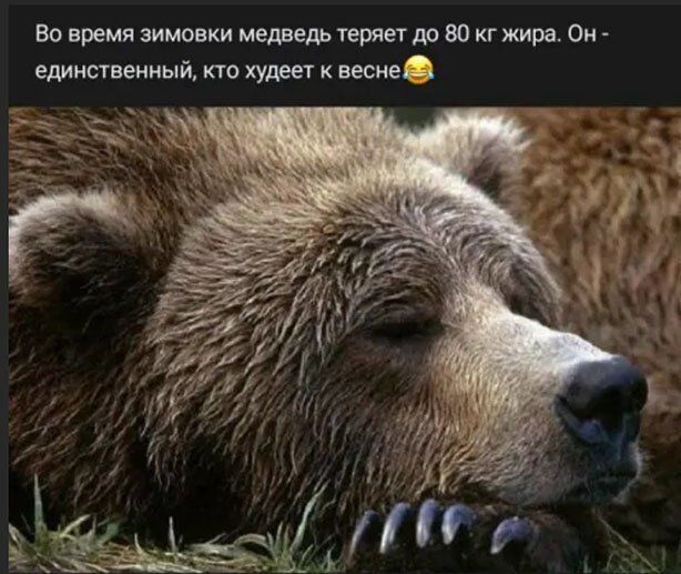 Во время зимовки медведь теряет до 80 кг жира Он единственный кто худеет к песней