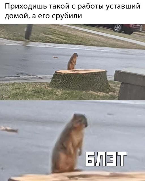 Приходишь такой с работы уставший домой а его срубили