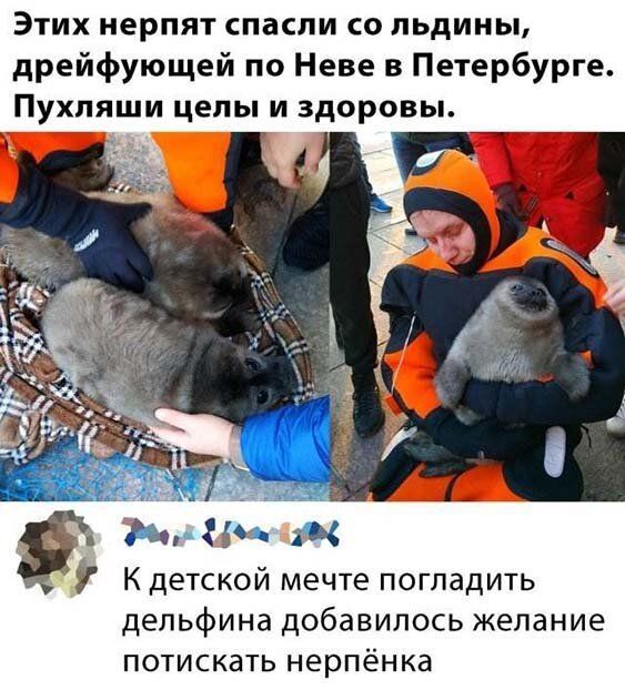 Этих нерпят спасли со льдины дрейфующей по Неве в Петербурге Пухпяши целы и здоровы ий Ап 3 К детской мечте погладить дельфина добавилось желание потискать нерпёнка