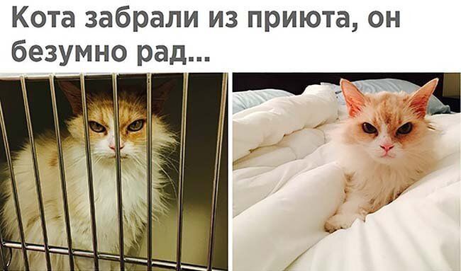 Кота забрали из приюта он безумно рад