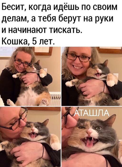 Бесит когда идёшь по своим делам а тебя берут на руки и начинают тискать Кошка 5 лет Р О