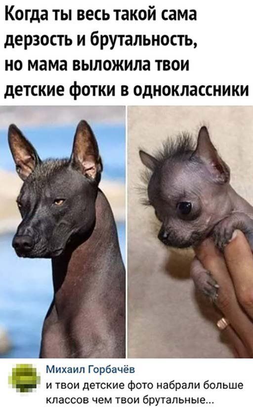 Когда ты весь такой сама дерзость и брутальность но мама выложила твои детские фОТКИ В ОДНОКЛЗССНИКИ Михаил Горбачёв Б и твои детские фото набрали больше классов чем твои брутальные
