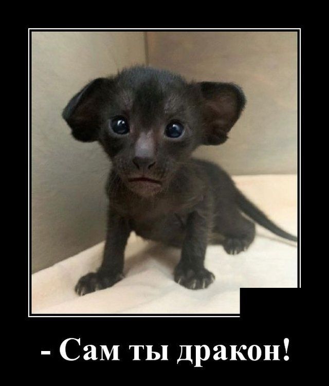 Сам ты дракон