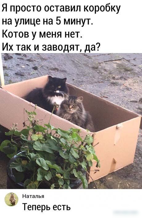 Я просто оставил коробку на улице на 5 минут Котов у меня нет Их так и заводят да Наталья Теперь есть