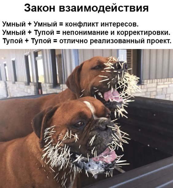 Закон взаимодействия Умный Умный конфликт интересов Умный ТУпой непонимание и корректировки ТУПОЙ ТУпой отлично реализованный проект МП