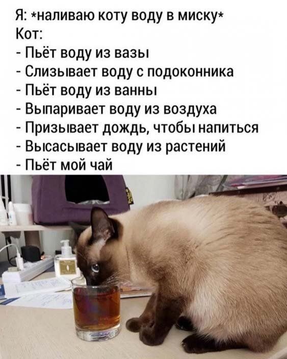 Я напиваю коту воду в миску Кот Пьёт воду из вазы Слизывает воду с подоконника Пьёт воду из ванны Выпаривает воду из воздуха Призывает дождь чтобы напиться Высасывает воду из растений Пьёт мой чай