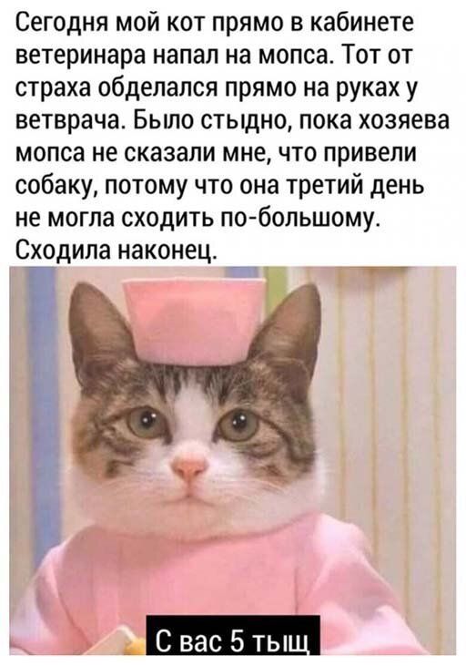 Сегодня мой кот прямо в кабинете ветеринара напал на мопса Тот от страха обдепапся прямо на руках у ветврача Бьшо стыдно пока хозяева мопса не сказали мне что привели собаку потому что она третий день не могла сходить побольшому Сходила наконец чч